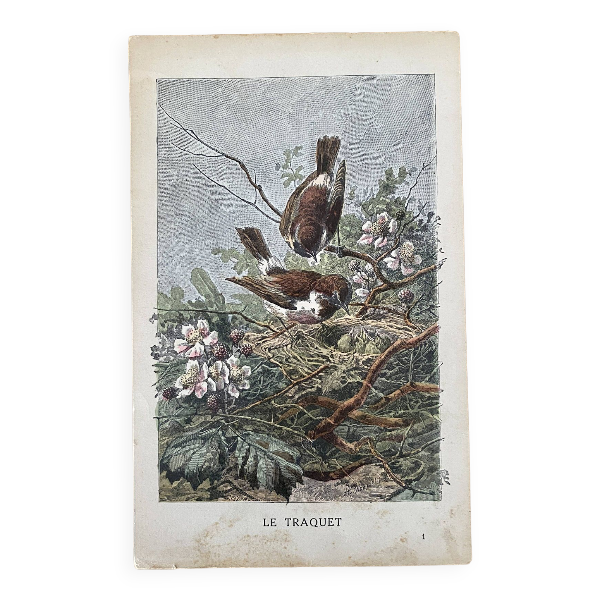 Ancienne gravure d'oiseau - Giacomelli et Huyot - LE TRAQUET -