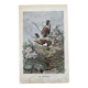 Ancienne gravure d'oiseau - Giacomelli et Huyot - LE TRAQUET -