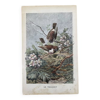 Old engraving of a bird - Giacomelli and Huyot - LE TRAQUET -