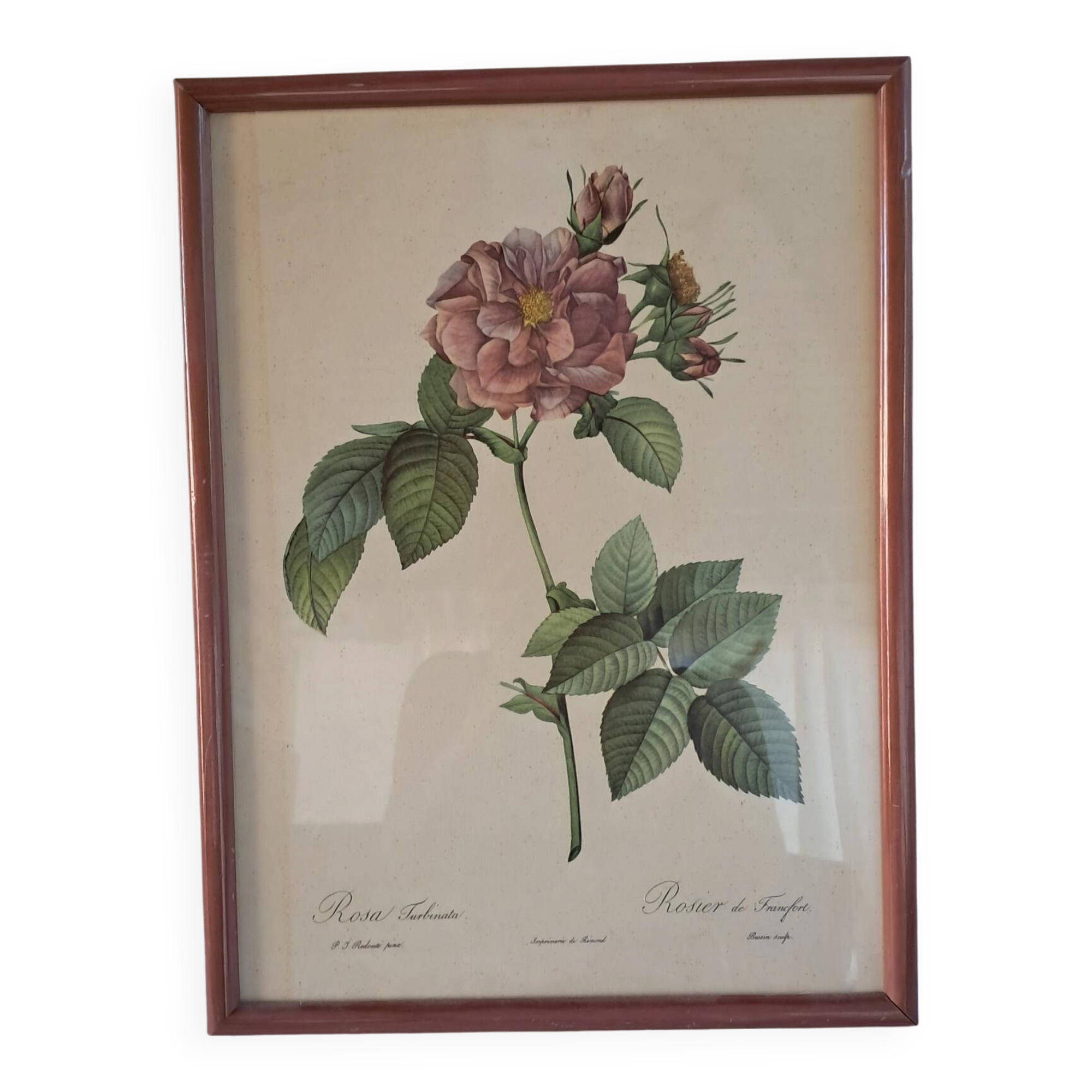 Botanical engraving Rosa Turbinata after Redouté — Vintage wooden frame