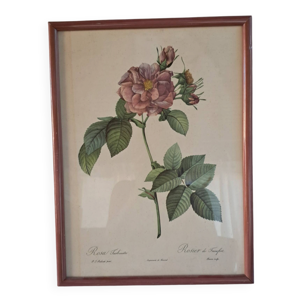 Gravure botanique Rosa Turbinata d'après Redouté — Cadre bois vintage