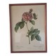 Botanical engraving Rosa Turbinata after Redouté — Vintage wooden frame