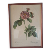 Botanical engraving Rosa Turbinata after Redouté — Vintage wooden frame