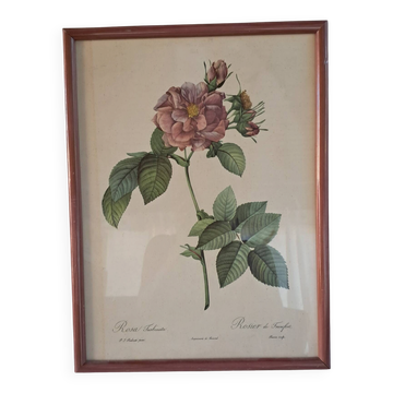 Gravure botanique Rosa Turbinata d'après Redouté — Cadre bois vintage