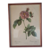 Botanical engraving Rosa Turbinata after Redouté — Vintage wooden frame