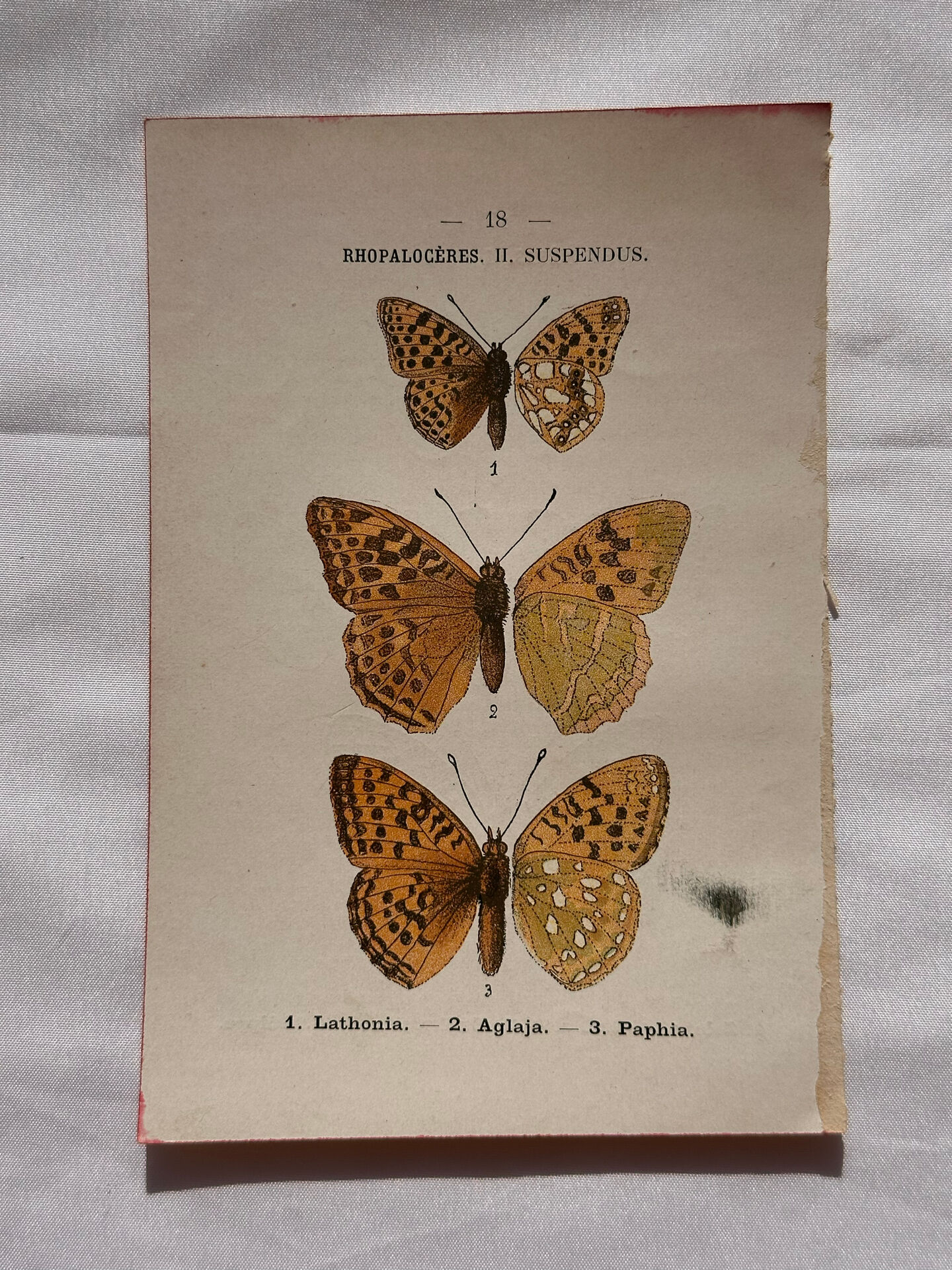 Botanical Plate 1800 Old naturalist engraving 19th century double-sided