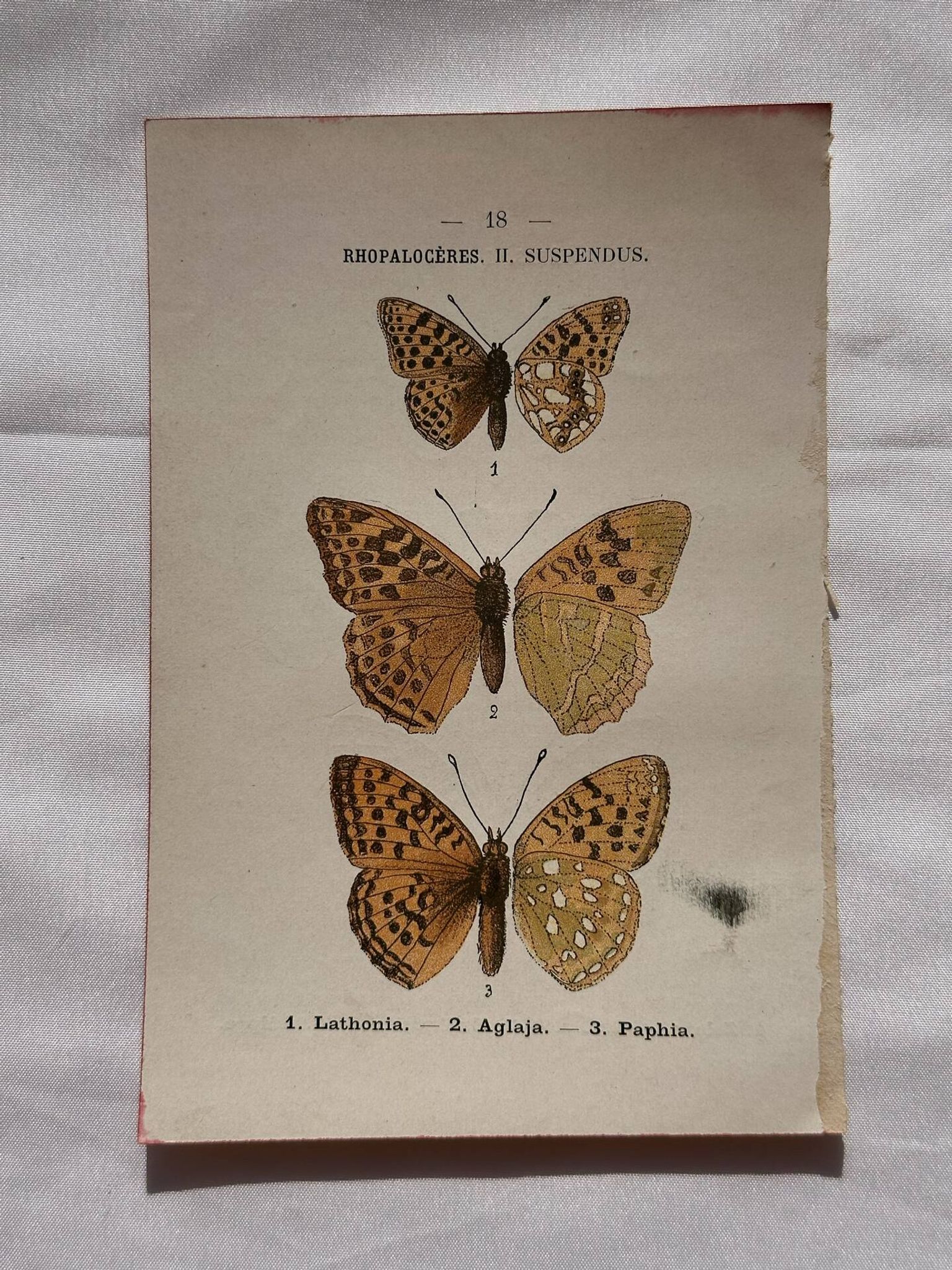 Planche Botanique 1800 Gravure naturaliste ancienne 19eme recto verso