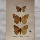 Botanical Plate 1800 Old naturalist engraving 19th century double-sided