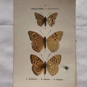 Planche Botanique 1800 Gravure naturaliste ancienne 19eme recto verso