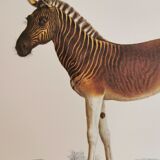 Zoological board