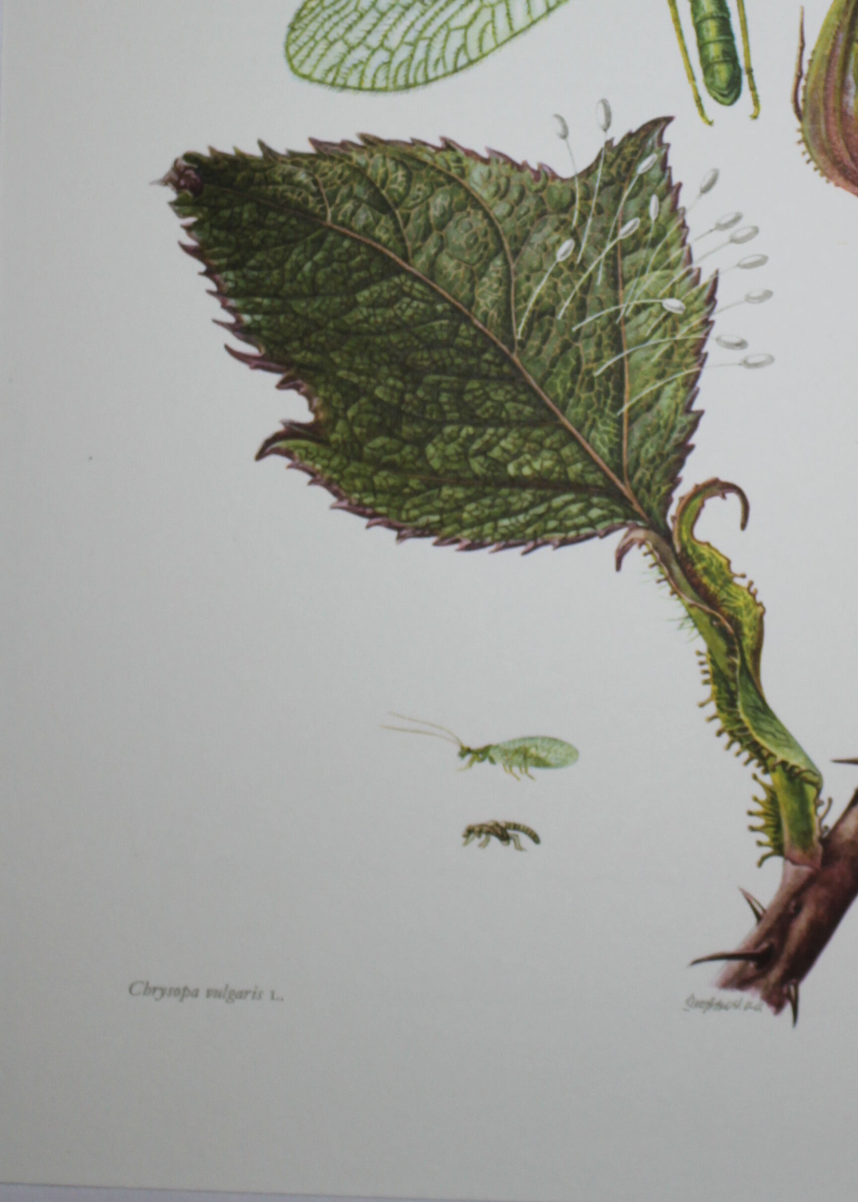 Lacewing| 1961 | Planipan insects| Original pedagogical board| Entomology