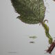 Lacewing| 1961 | Planipan insects| Original pedagogical board| Entomology