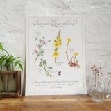 Planche botanique tisane