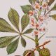 Planche botanique maronnier