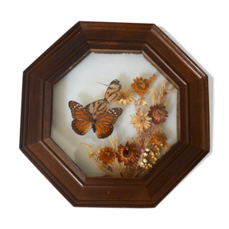 Naturalized butterfly showcase