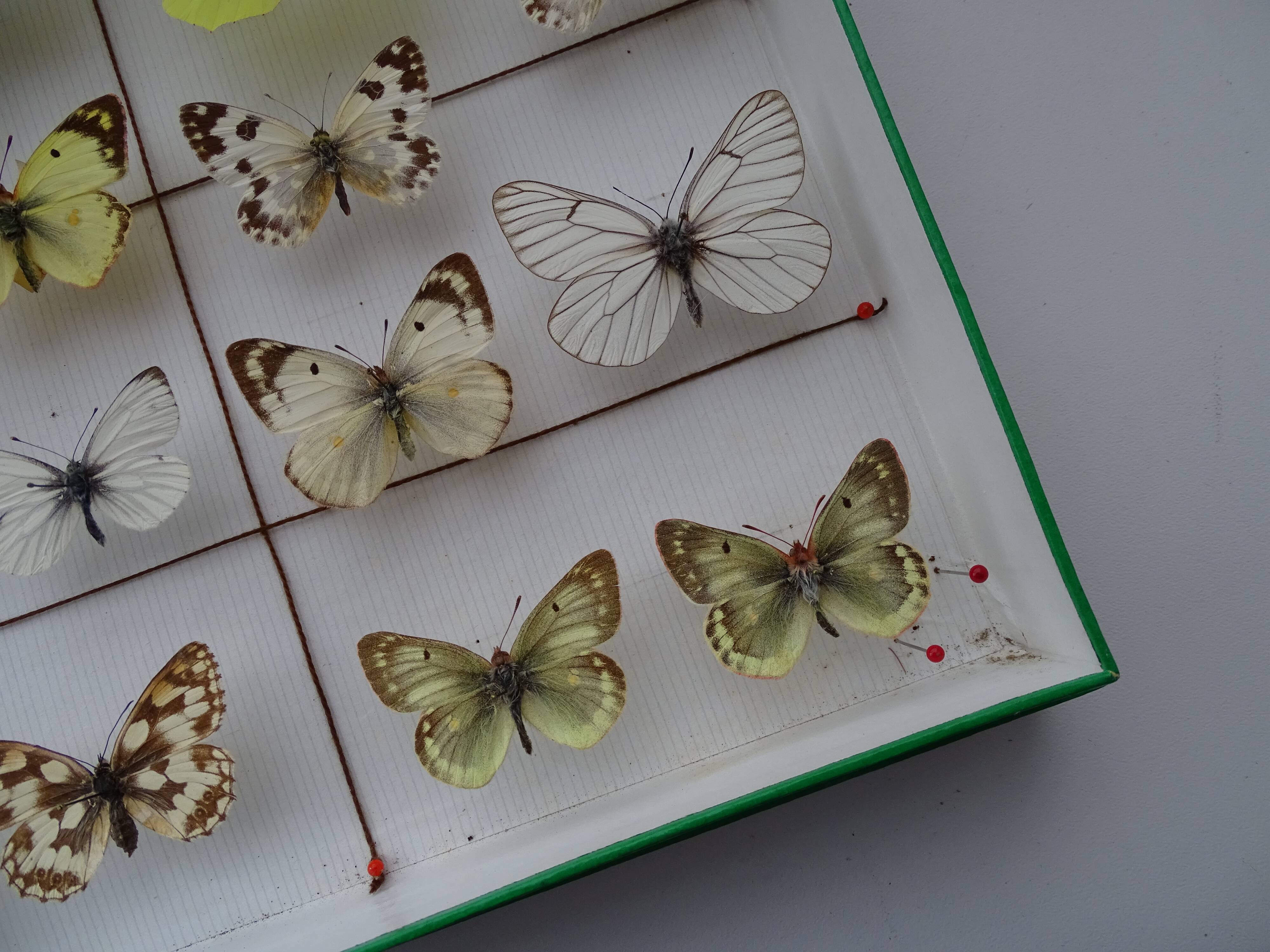 25 ancient stuffed butterflies under frame era 1930