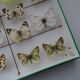 25 ancient stuffed butterflies under frame era 1930