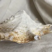 Grand coquillage Lambis à 7 doigts