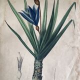 Botanical plate Vellosia Aloefolia