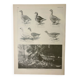Old engraving 1922, Goose, Jars, breeds, pasture, farm • Lithograph, Original plate