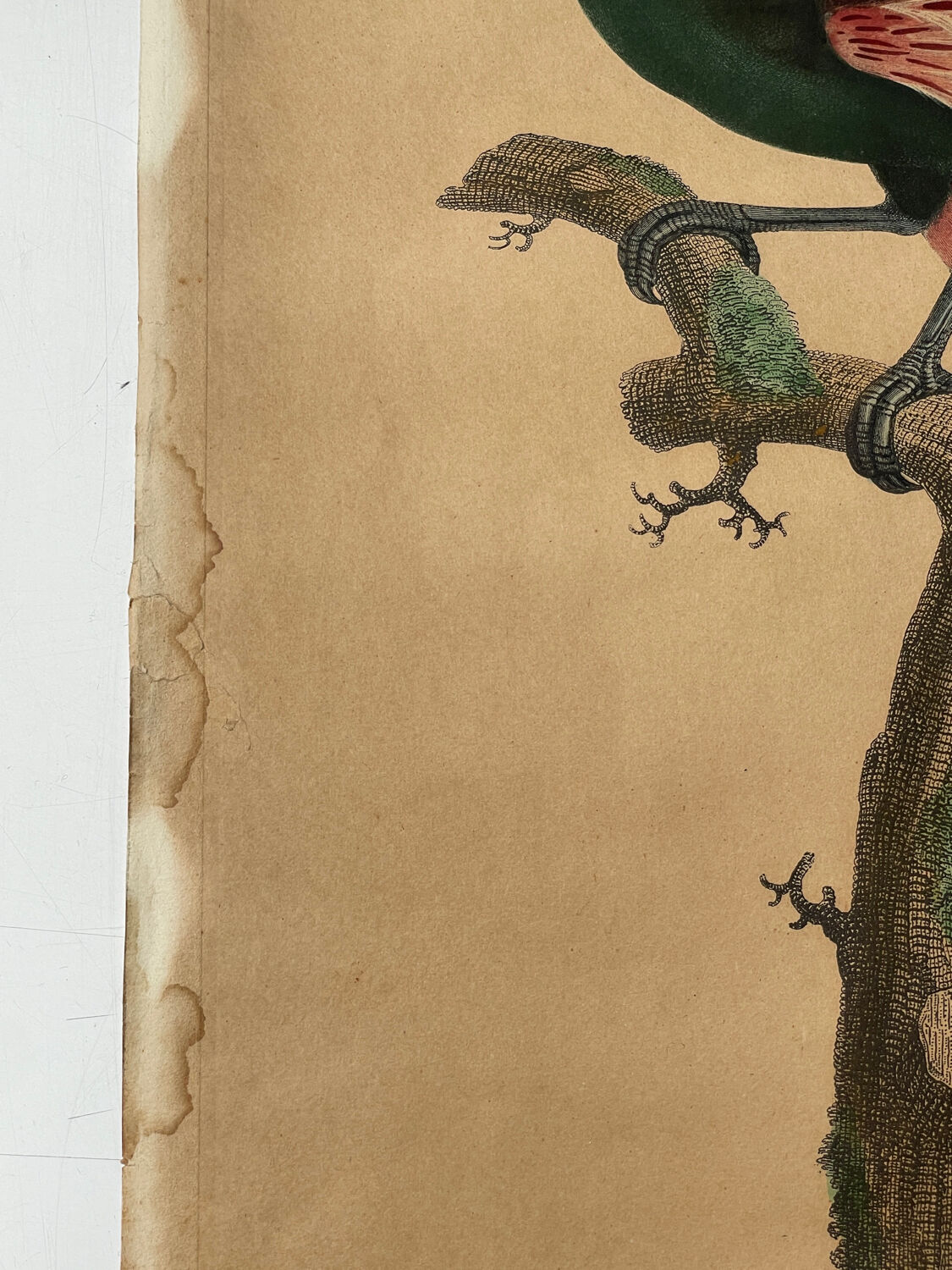 Large antique ornithological print after Barraband