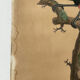 Large antique ornithological print after Barraband