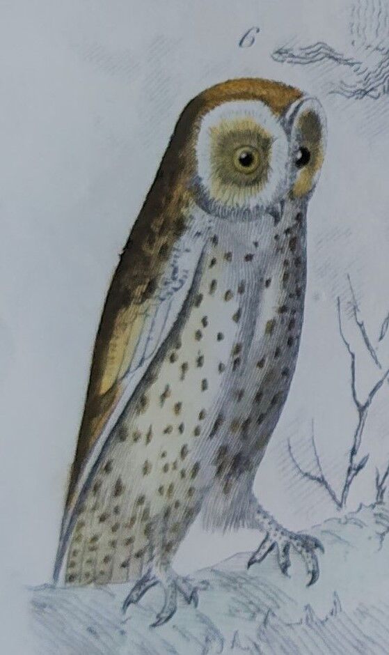 Original Ornithological plate " Ecorcheur - Grand Duke - &c... " Buffon (1836)