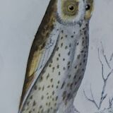 Original Ornithological plate " Ecorcheur - Grand Duke - &c... " Buffon (1836)