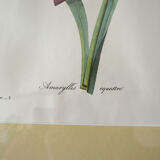 Framed reproduction pj dreaded "amaryllis"