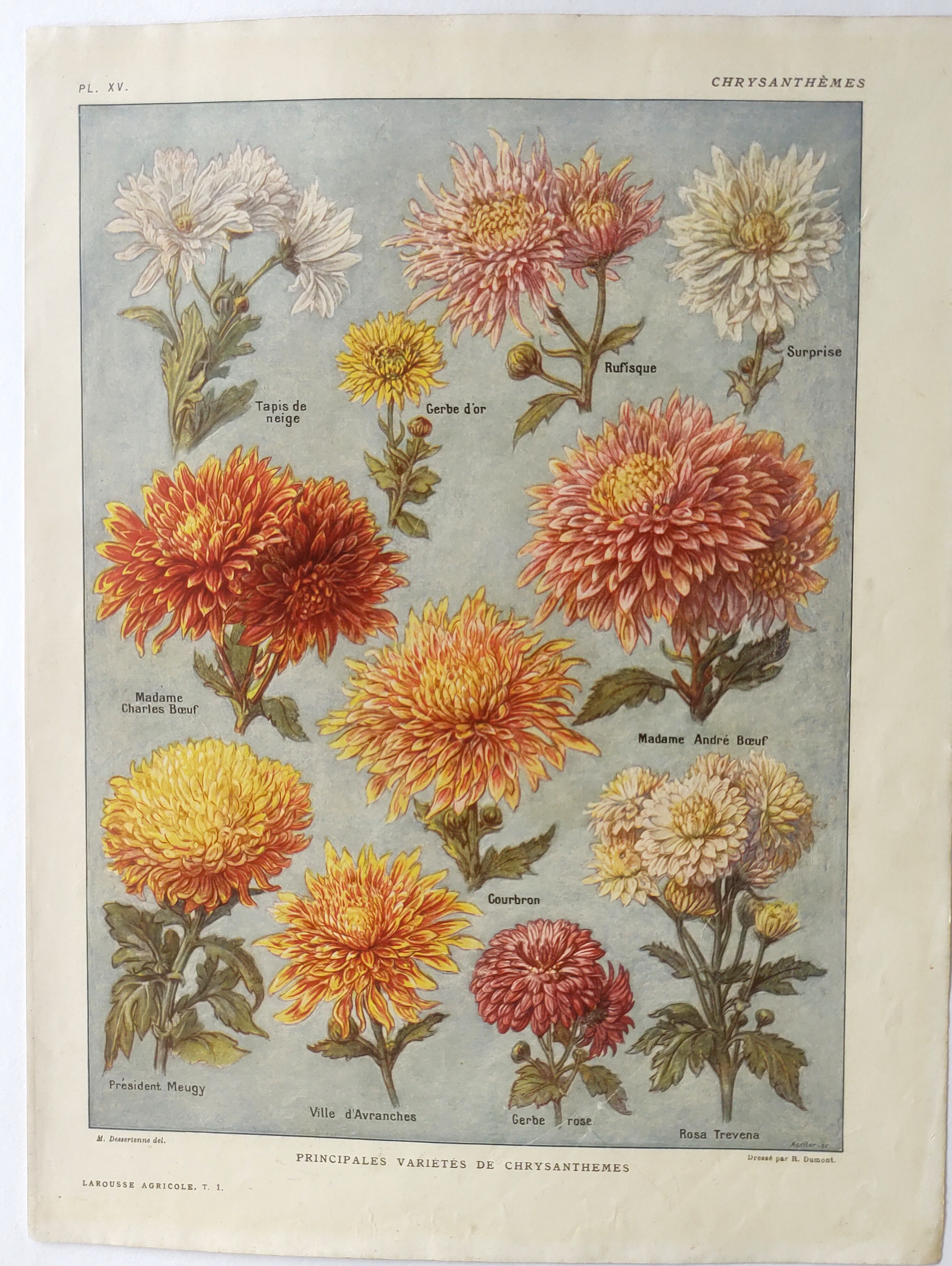 Antique print • Chrysanthemums • Original poster from 1922