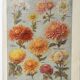 Antique print • Chrysanthemums • Original poster from 1922