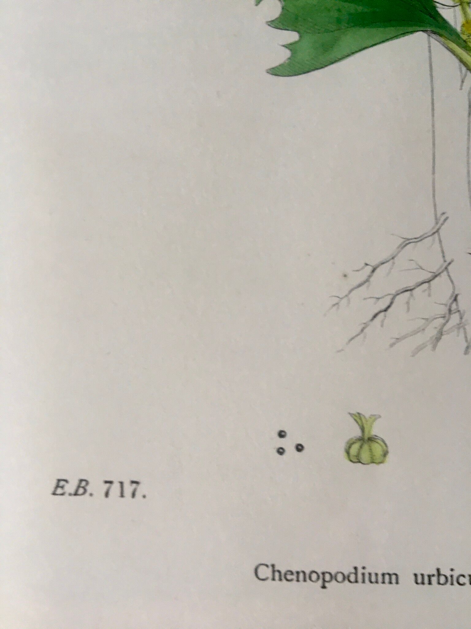 Botanical boards 1920