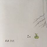 Botanical boards 1920