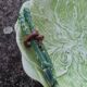 Set of 3 vintage asparagus and cabbage leaves slip dishes made in Italy