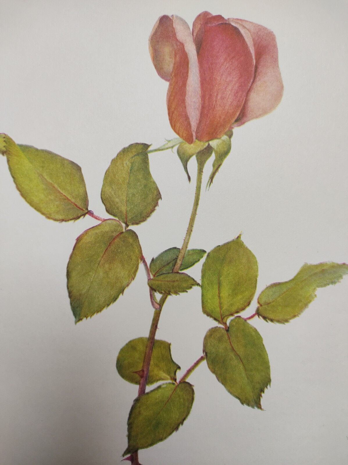 Rose Botanical Board - Original Vintage from 1968 - Betty Uprichard🌹