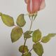 Rose Botanical Board - Original Vintage from 1968 - Betty Uprichard🌹