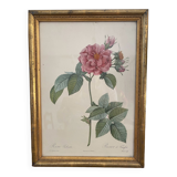 Gravure rose fin XIXeme