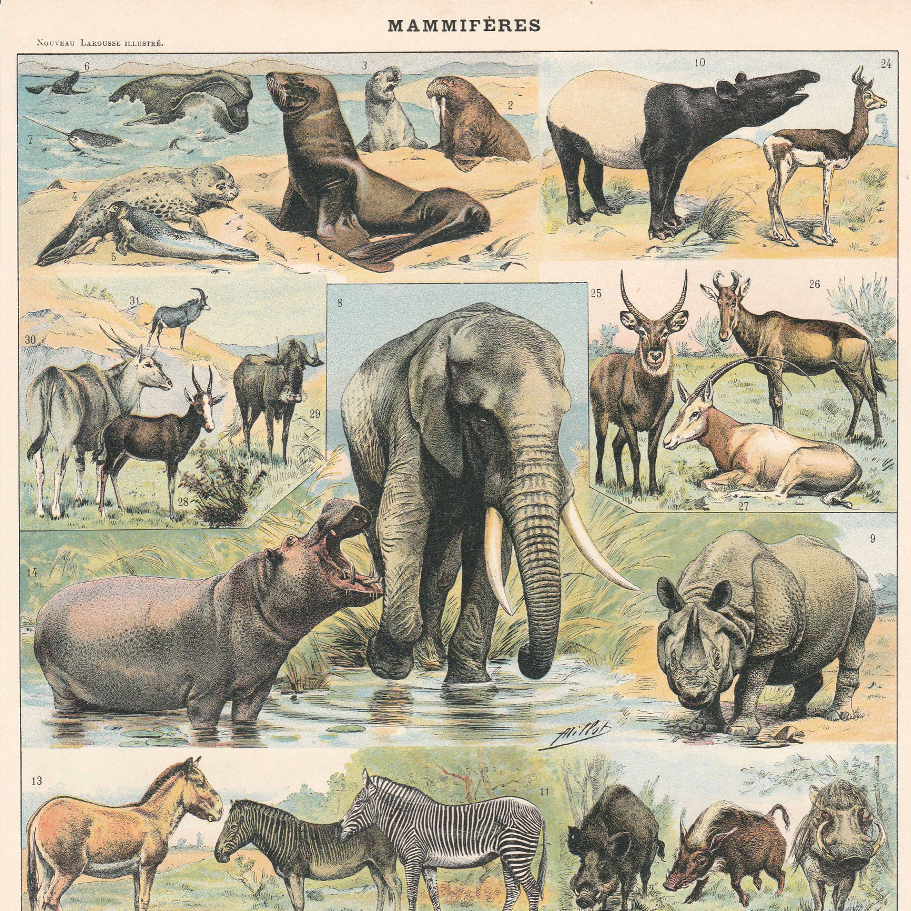Old plate on mammals 1897
