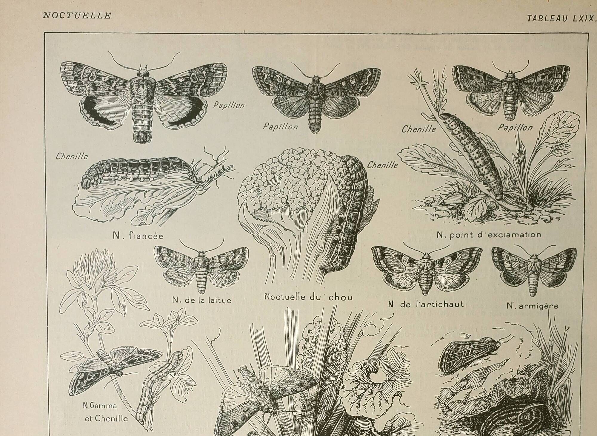 Old lithograph 1922, Noctuelle, insect, entomology, butterflies • Engraving, original illustration