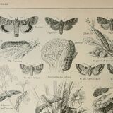 Lithographie ancienne, Noctuelle, insecte, entomologie, papillons, 1922
