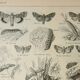 Old lithograph 1922, Noctuelle, insect, entomology, butterflies • Engraving, original illustration