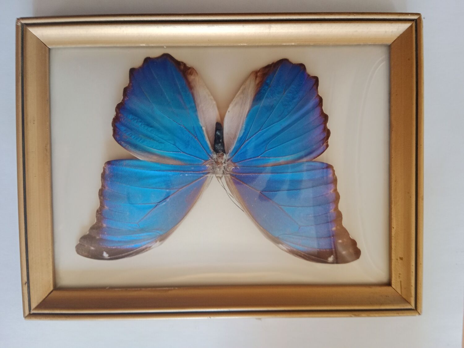 Morpho Amathonte