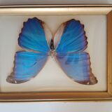 Morpho Amathonte