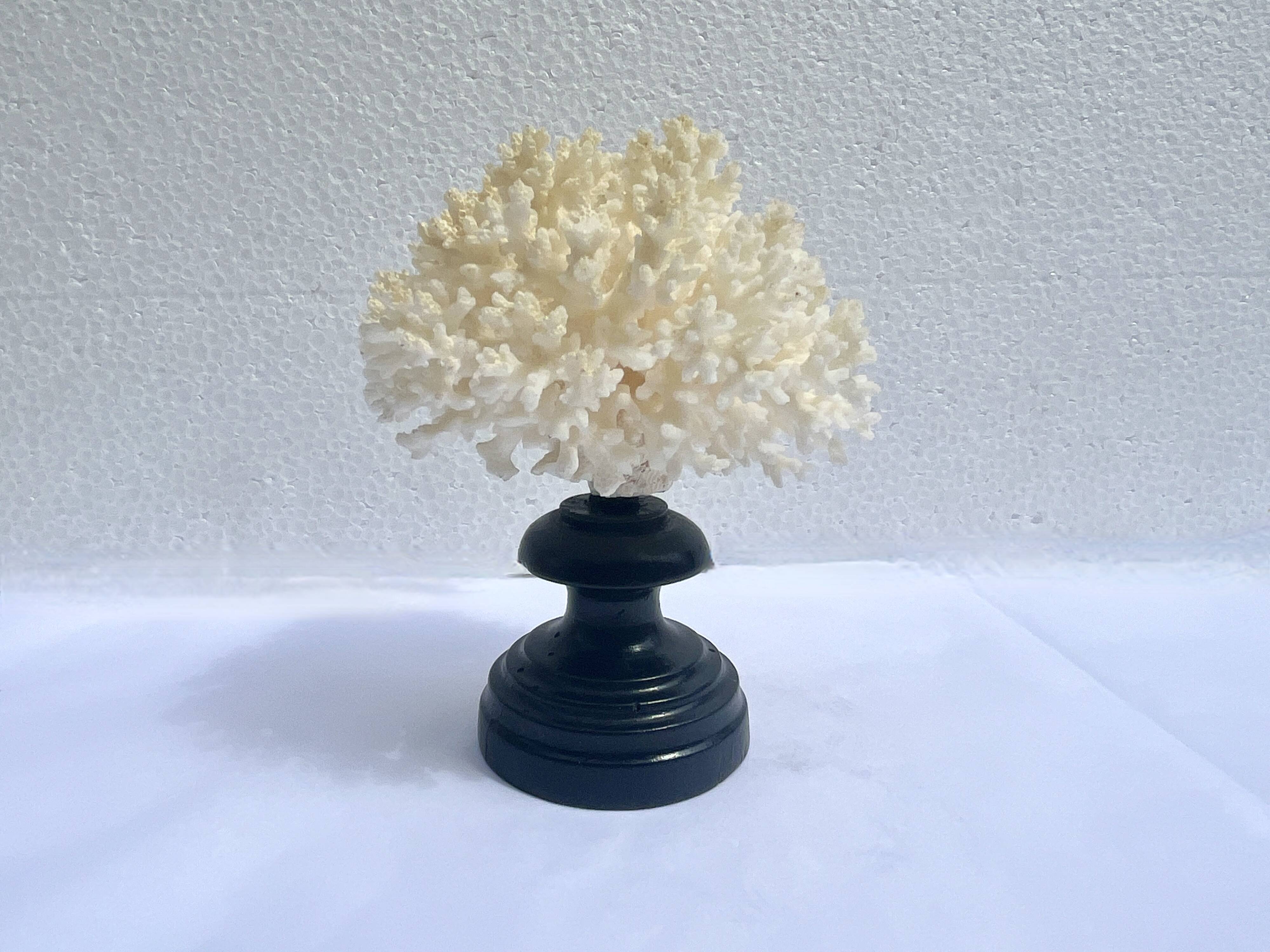 Corail blanc naturel sur socle en bois tourné napoléon iii xixe cabinet de curiosités
