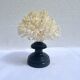 Corail blanc naturel sur socle en bois tourné napoléon iii xixe cabinet de curiosités