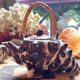 1960 (60's) tea or coffee service, shell shape, Vallauris
