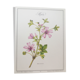 Planche botanique La Mauve