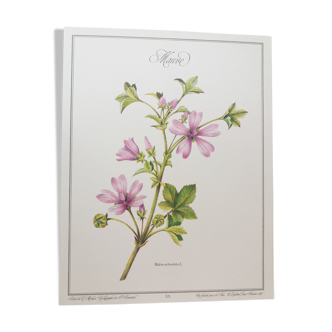 Planche botanique La Mauve