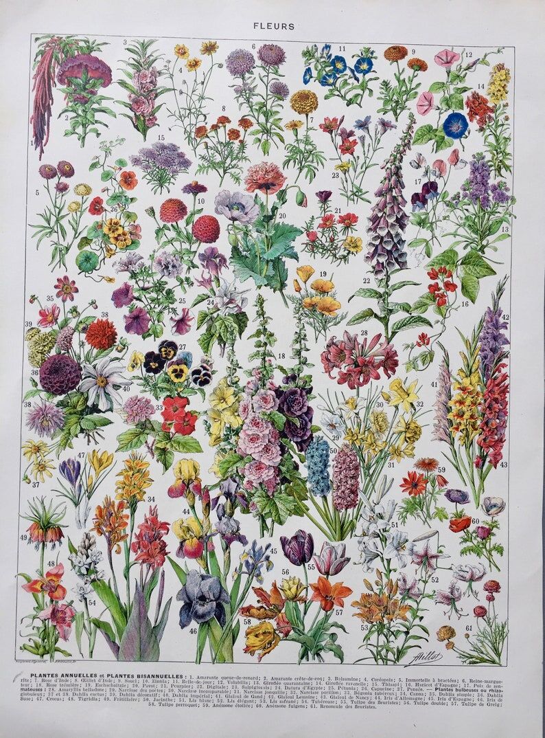 Illustration ancienne Millot "Fleurs annuelles ou bisanuelles"