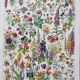 Illustration ancienne Millot "Fleurs annuelles ou bisanuelles"